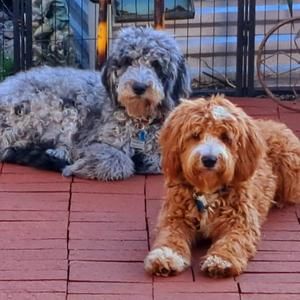 Meet your Posher, Dorothy